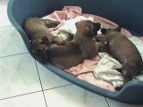 Puppies born in July 2001