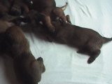 Puppies born in July 2001